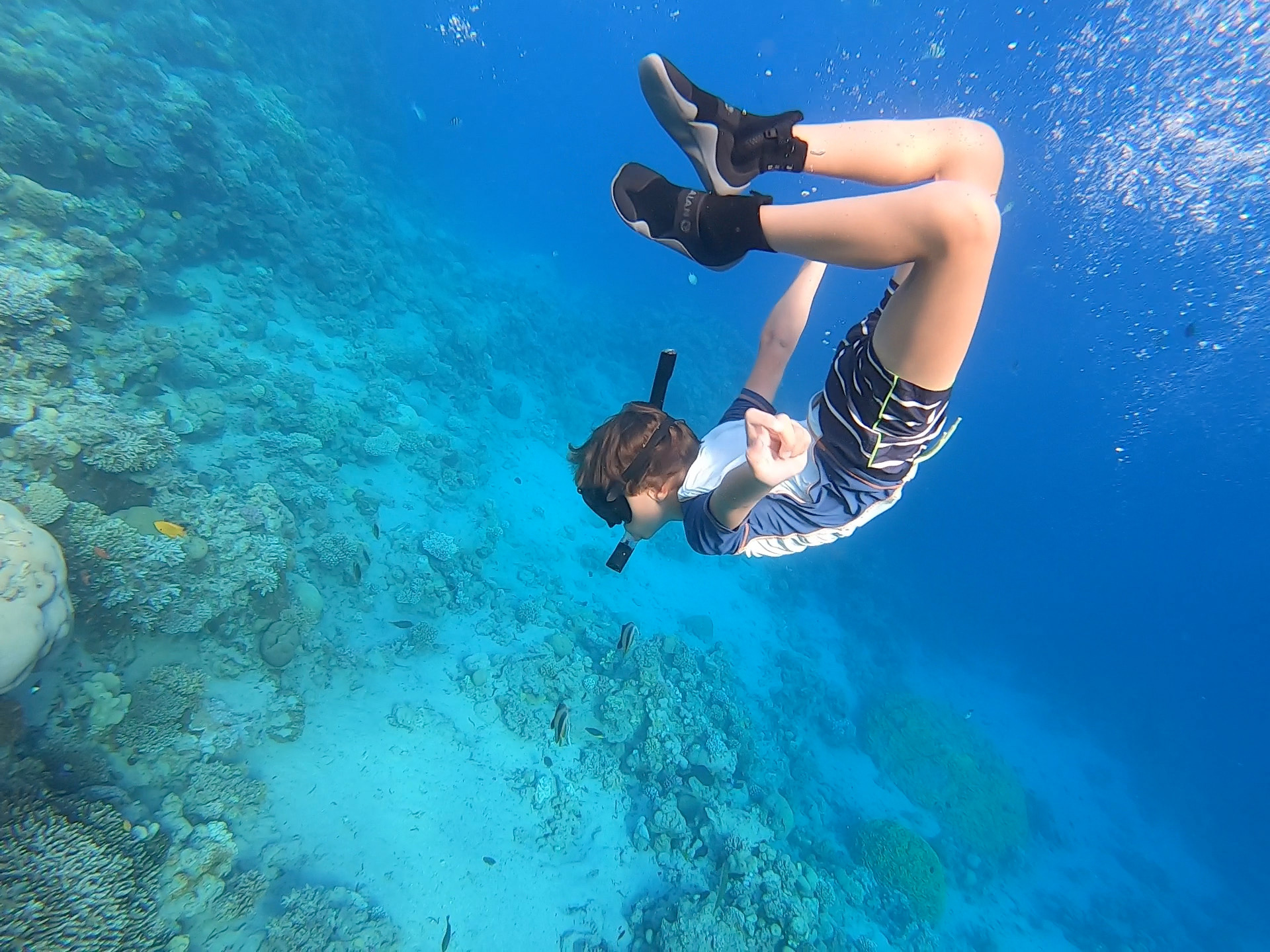 Schorchler im Roten Meer beim abtauchen